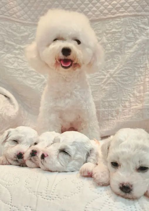 Bichon frisé fêmeas  - Foto 2