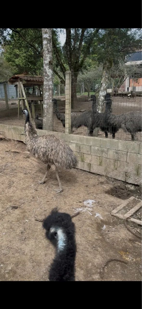 Emus para venda - Foto 3