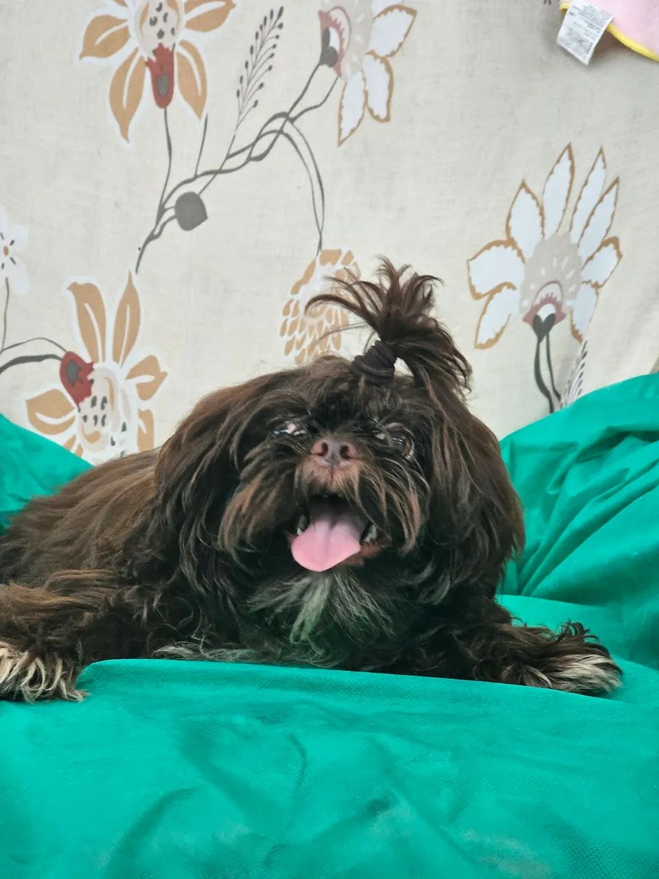 Shih Tzus Fofos Procurando Novo Lar - Foto 2
