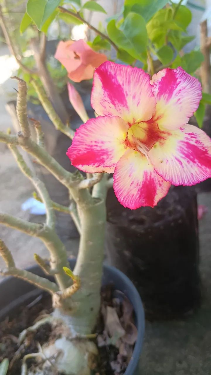 Rosa do deserto  - Foto 2