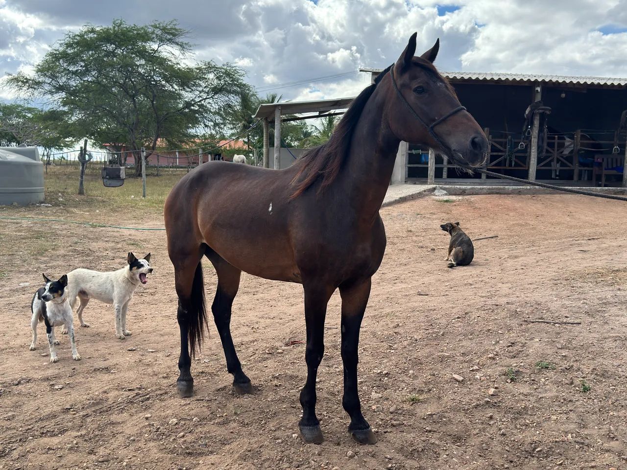 Cavalo Mangalarga Manso  - Foto 4