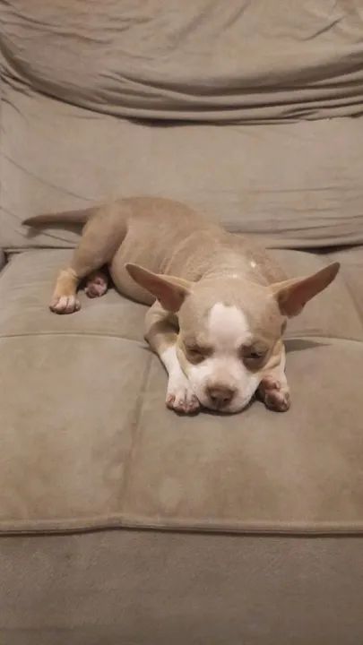 Filhote de American Bully, puros com procedência!! - Foto 2