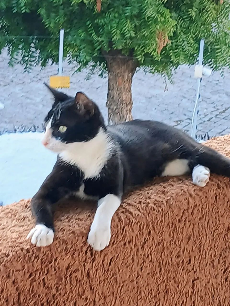 Gatos carinhosos para doação responsável varios - Foto 6