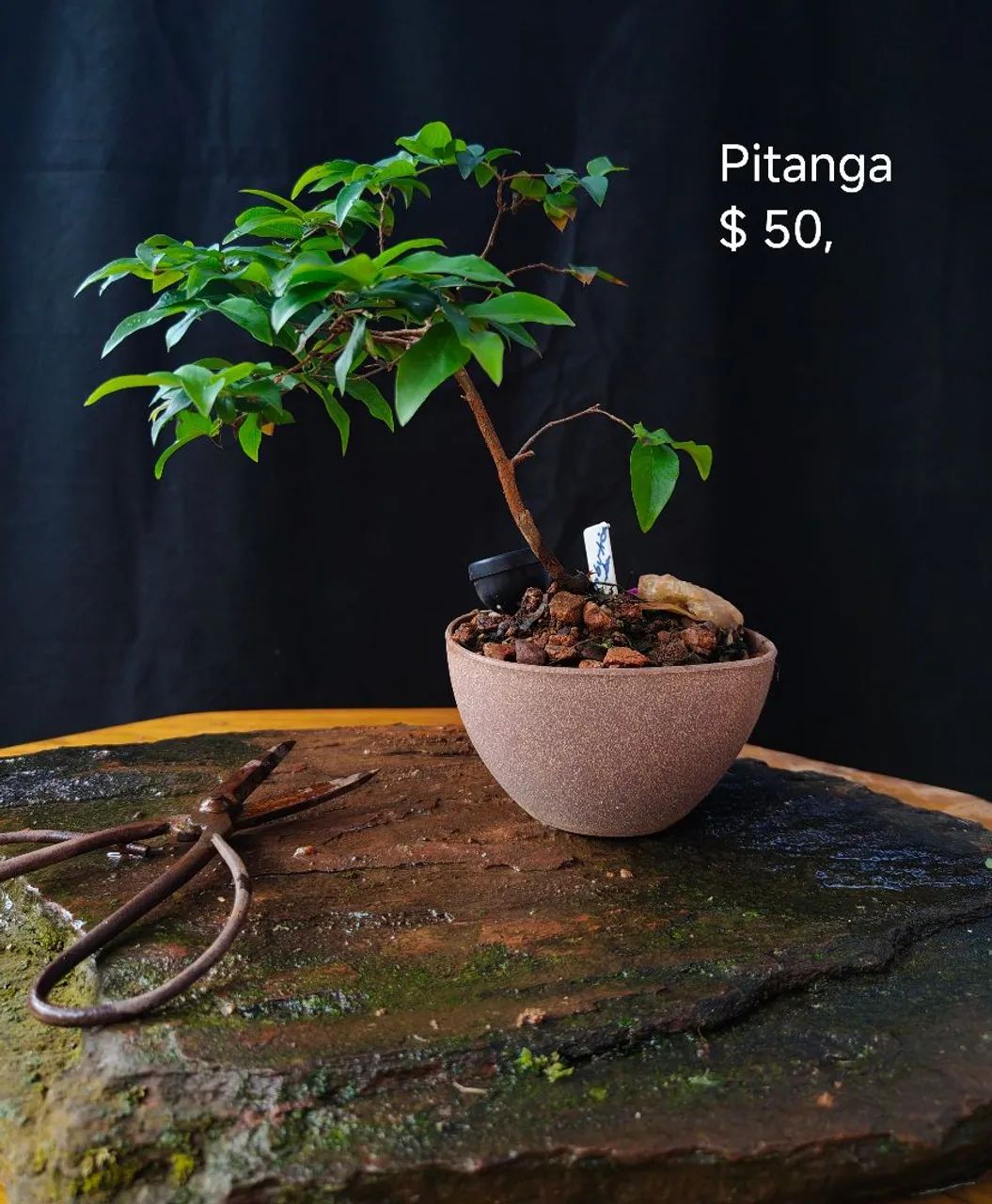Bonsai Pitanga 