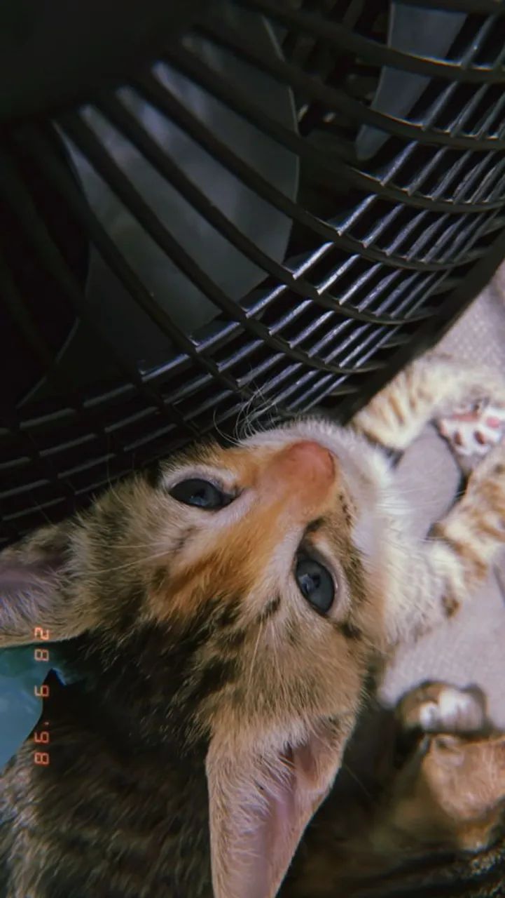 Gatinhas para adoção - Foto 4