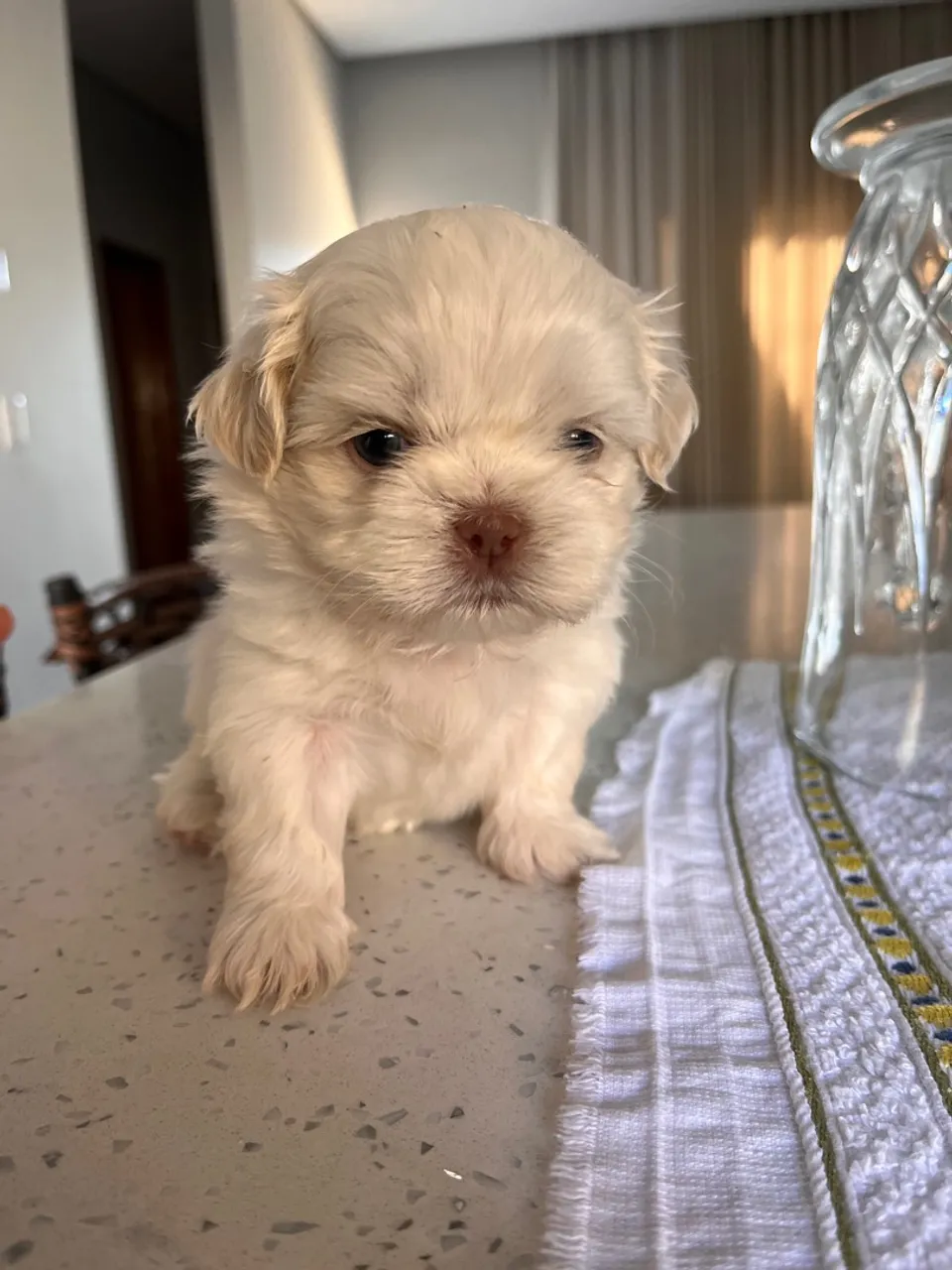 Filhote de Shih Tzu