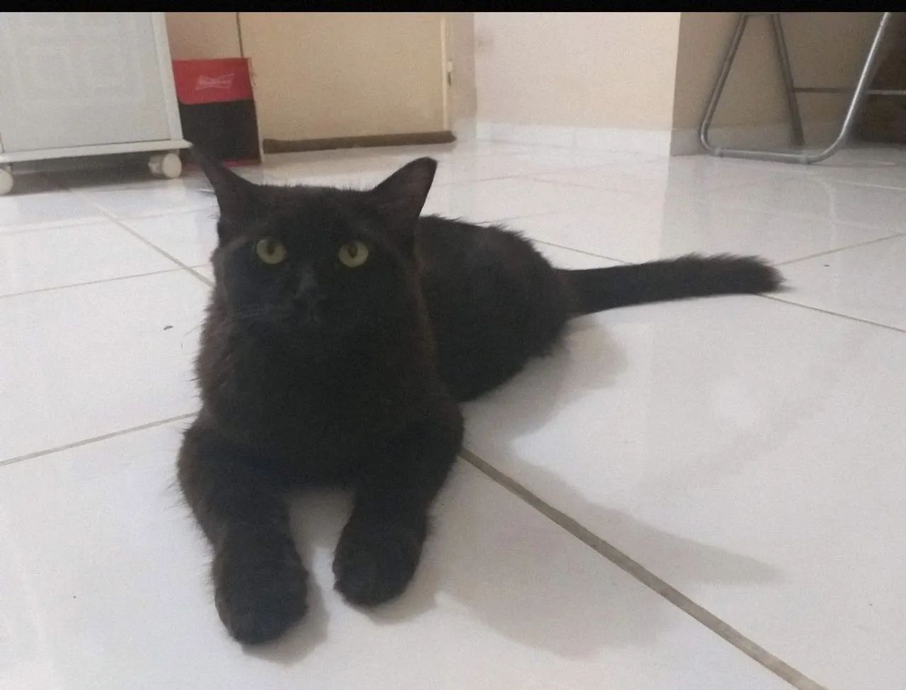 Gata preta linda para adoção - Foto 5