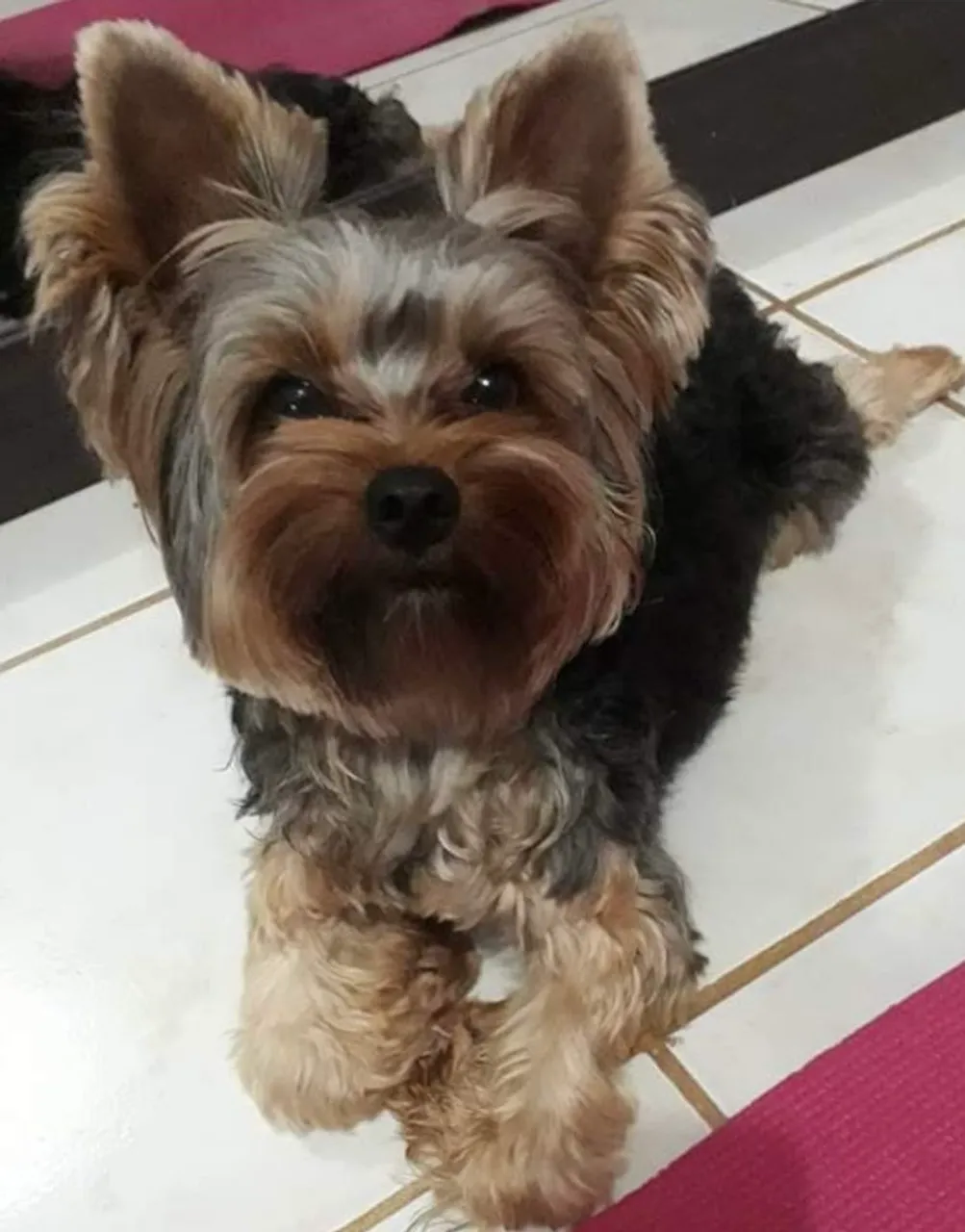 Yorkshire Terrier Filhote