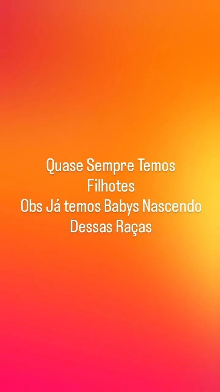 Porquinhos da Índia de pelo longo - Foto 2