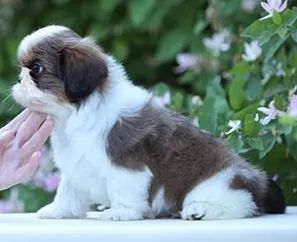 Shih-Tzu Fêmea Black: A Elegância em Miniatura!
