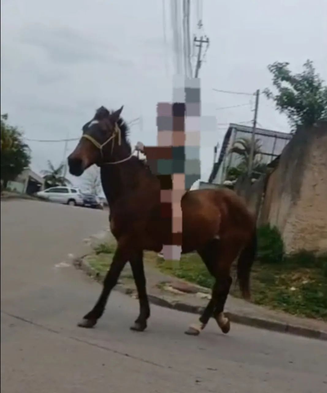 Egua castanha mansa limpa de lesões 