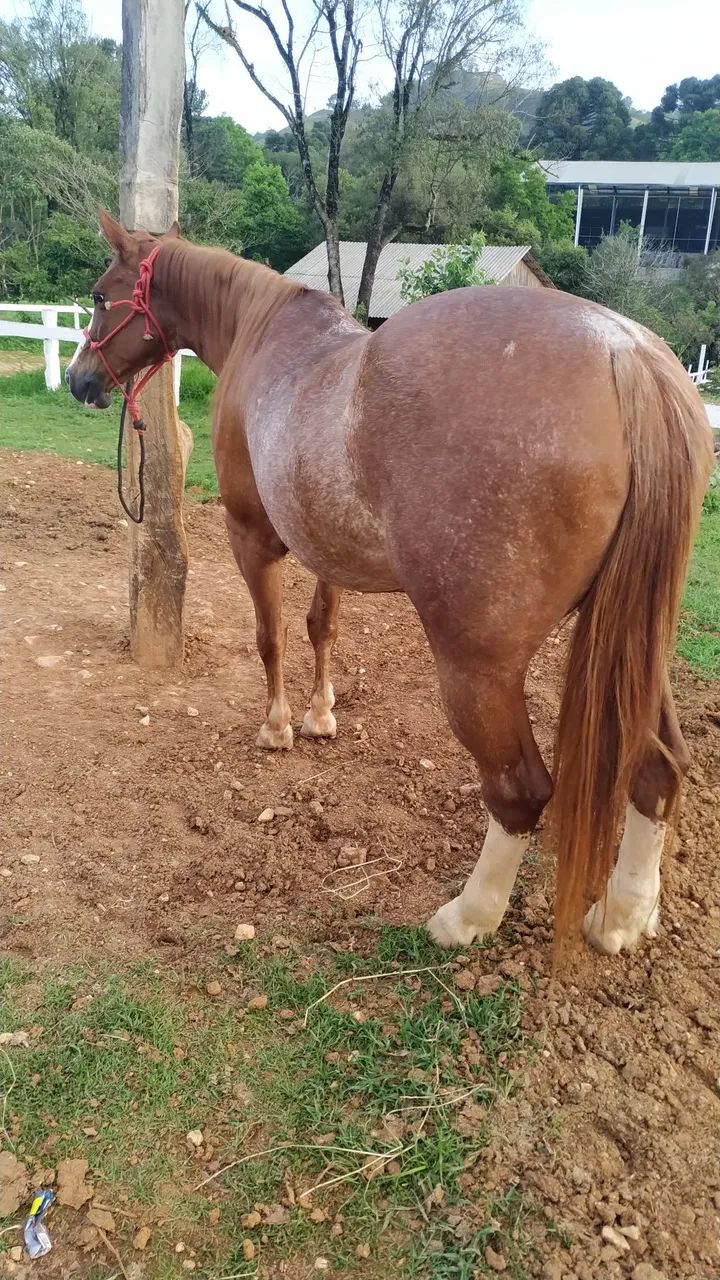 Égua quarto de milha bem domada e mansa. - Foto 4