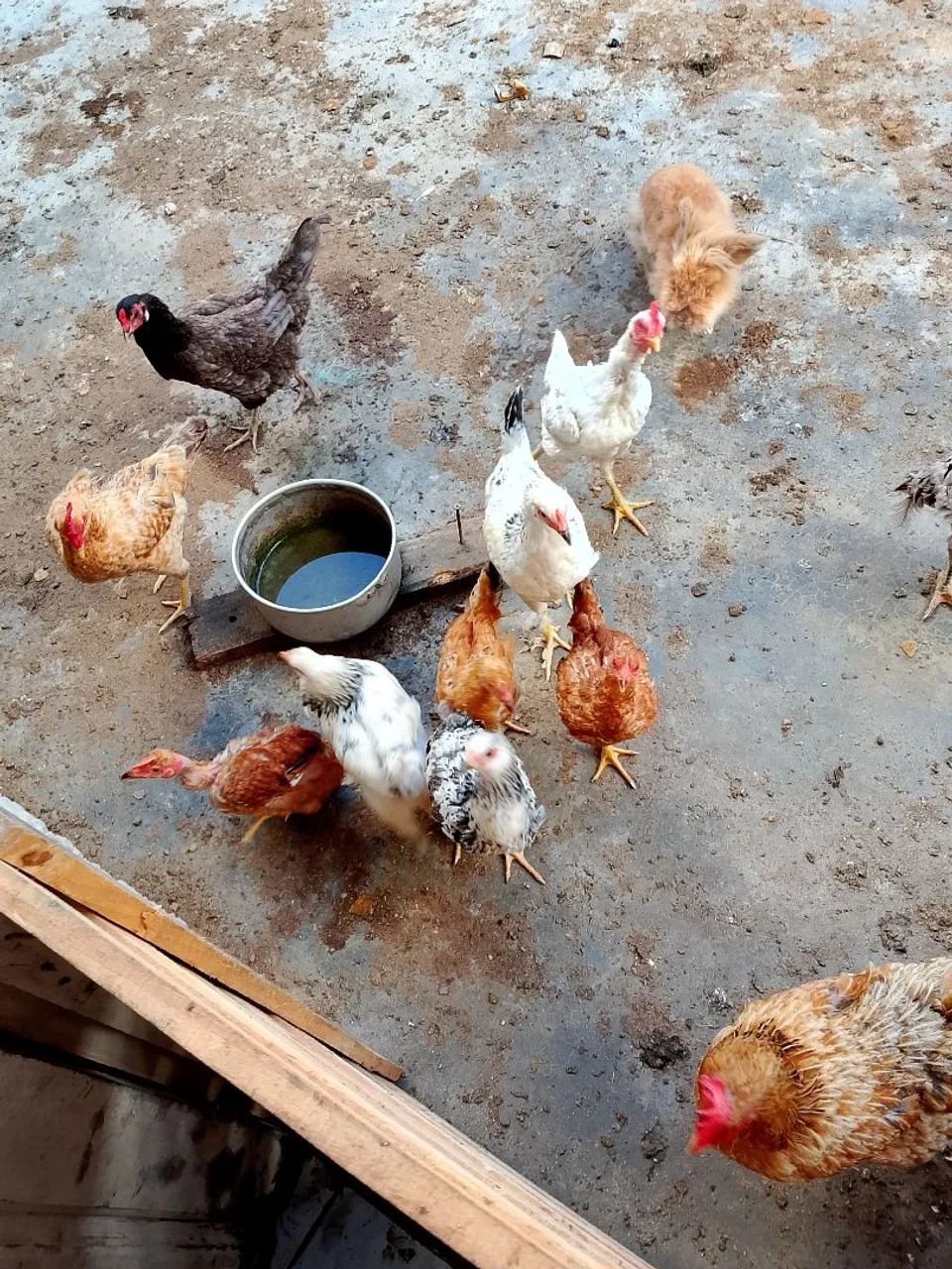 Galinhas  frangas pra vender tudo tem 15 ao todo tem 4 Brahma legítimo pra vender tudo 300 - Foto 4