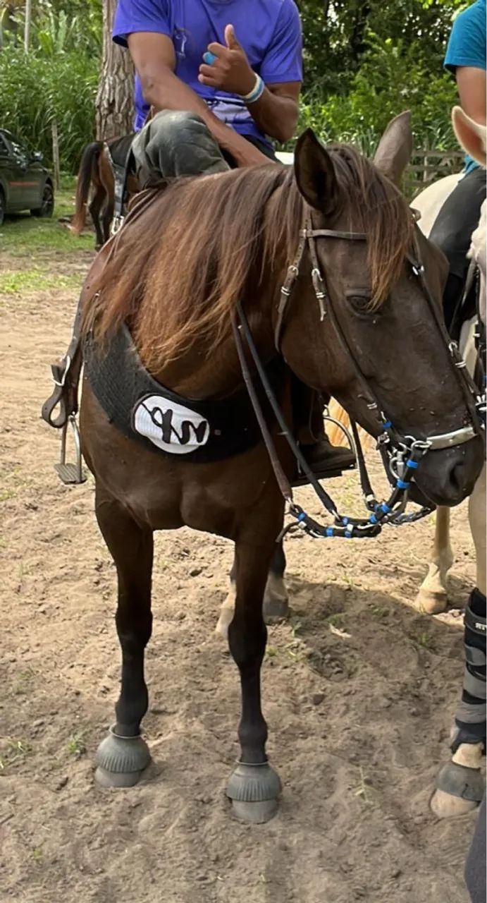 (Cavalo) Egua de vaquejada pronta para qualquer corrida - Foto 3