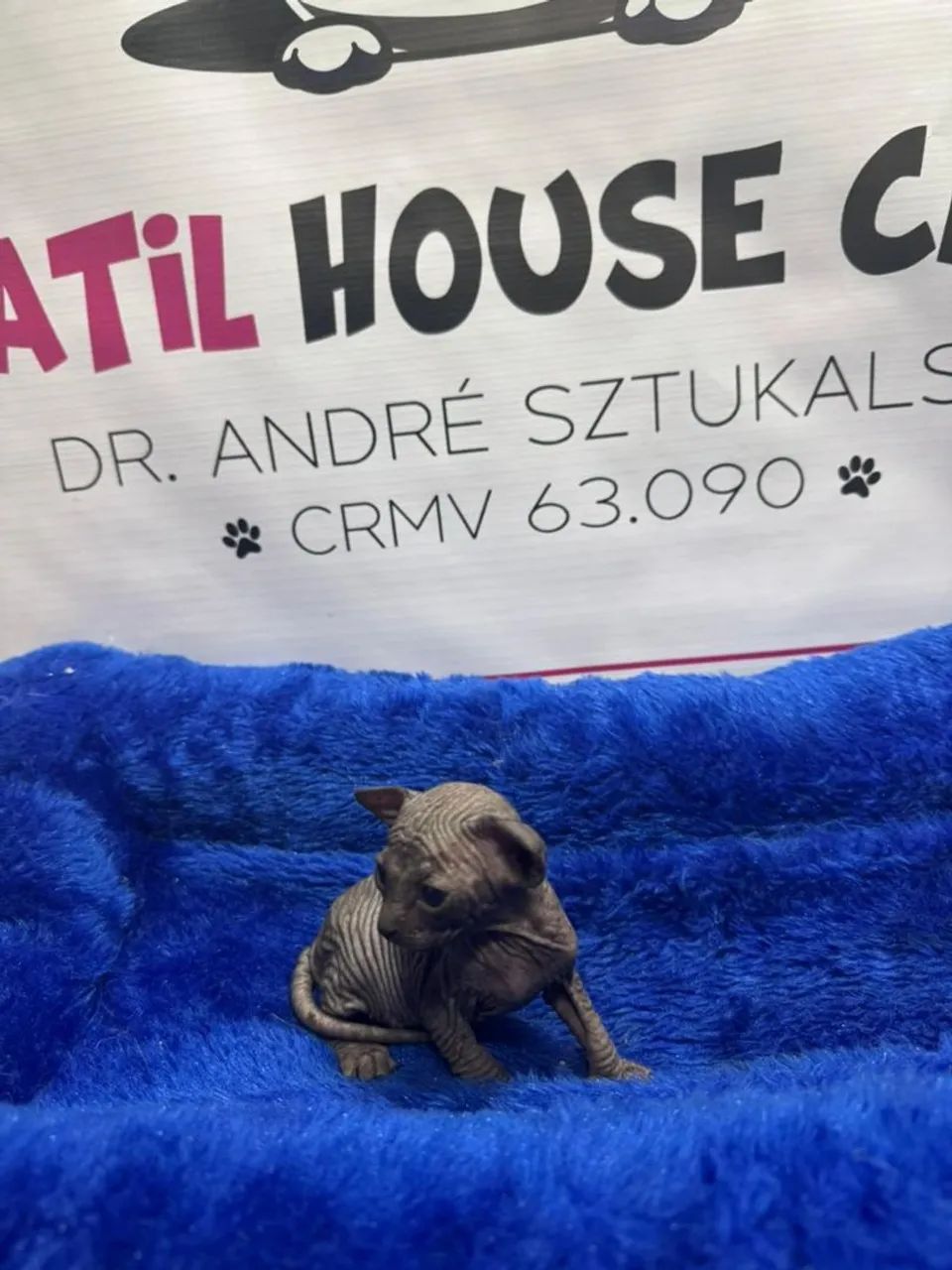 Sphynx black para reserva 
