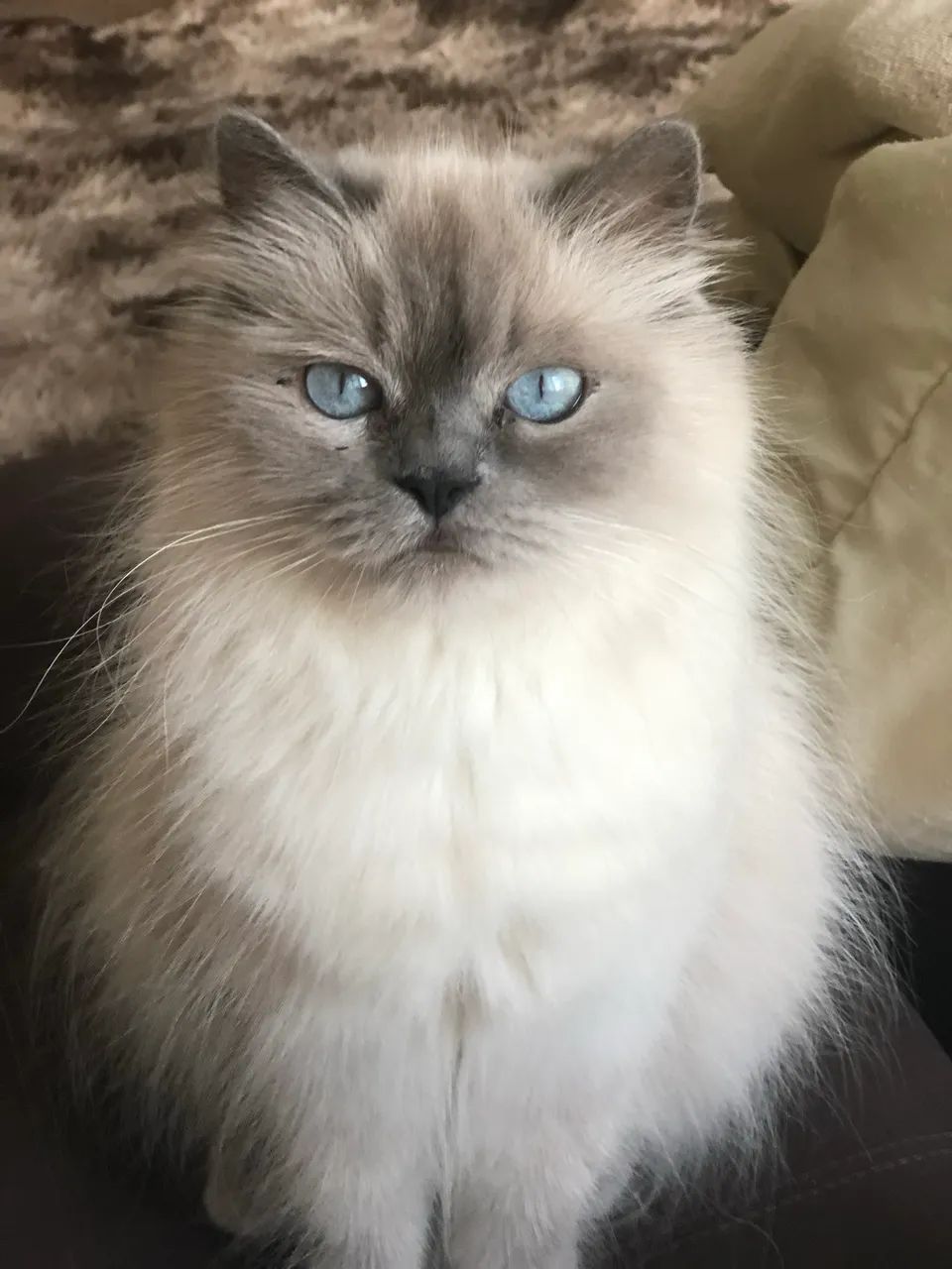 Filhote de gato Persa Himalaio com Siamês  - Foto 5