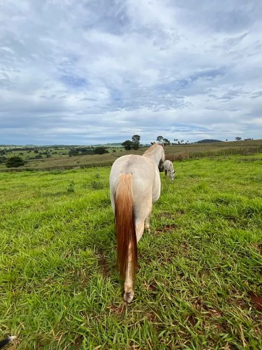 Cavalo Mangalarga Marchador  - Foto 5