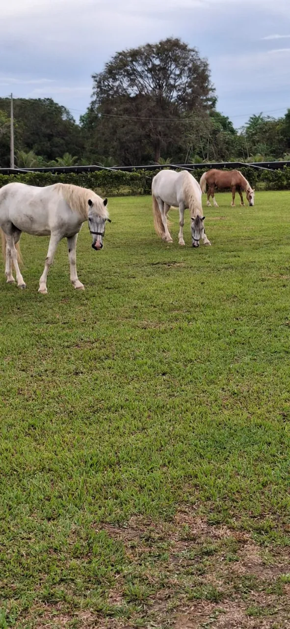 Animais a venda