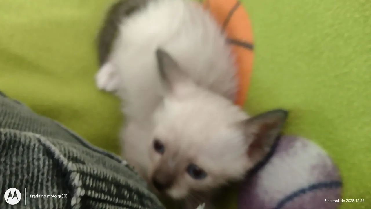 Gatinhos à procura de lar - Foto 2