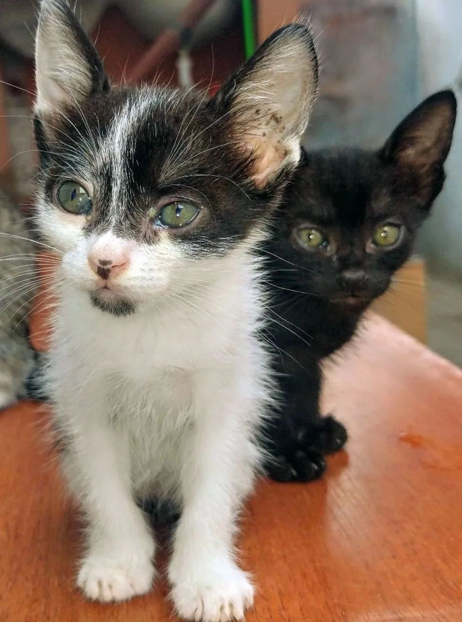 Filhotes para Adoção 2 Meses de Muito Amor - Foto 2