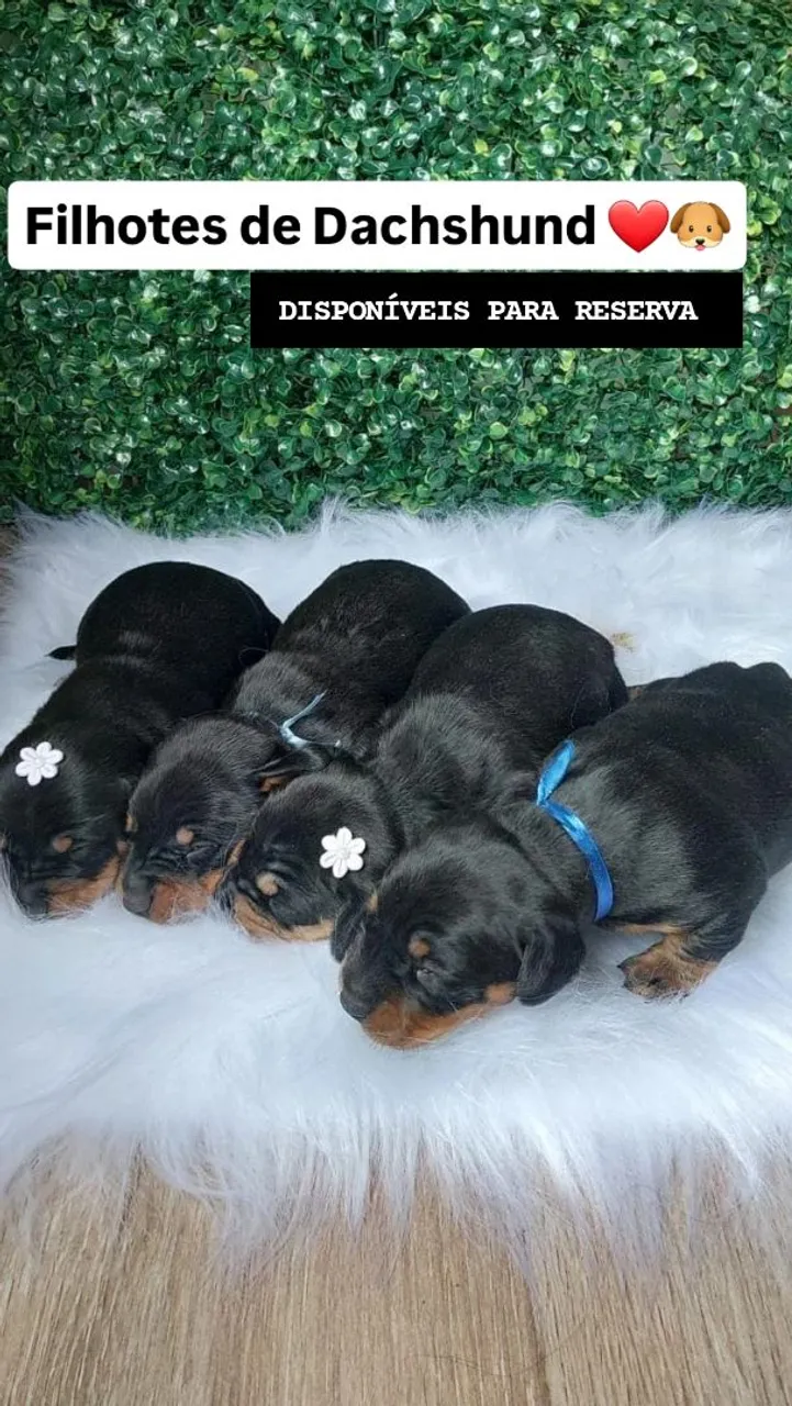 Filhotes de Dachshund/Teckel/Cofap/Basset/Salsichinha
