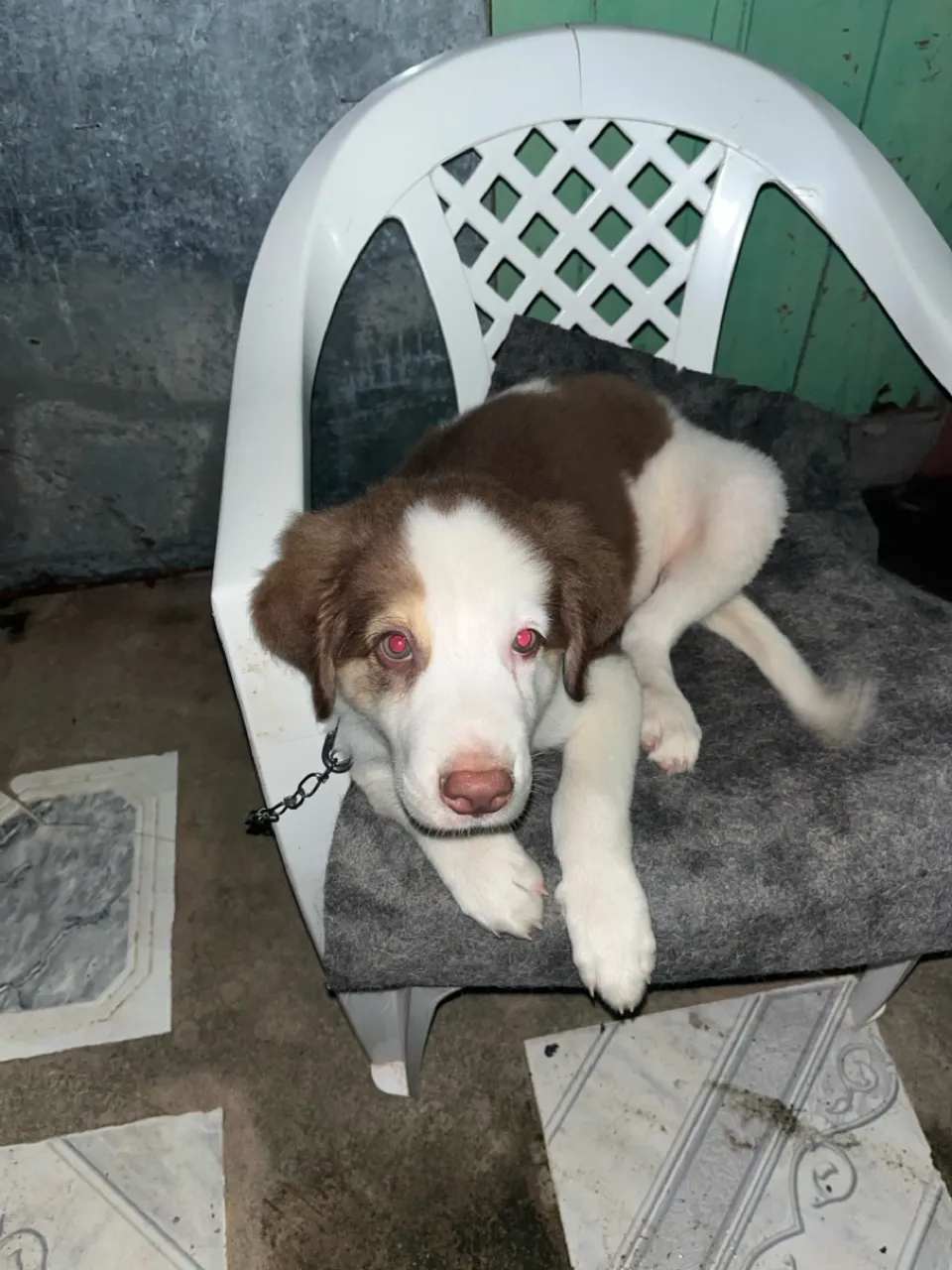 husky siberiano 2 meses