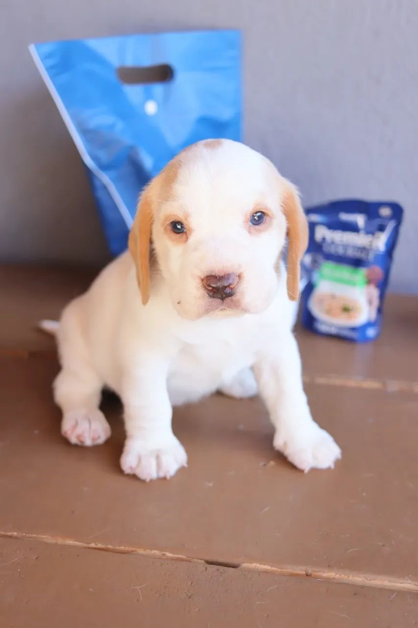 Filhote de beagle bicolor e tricolor macho e fêmea  - Foto 4