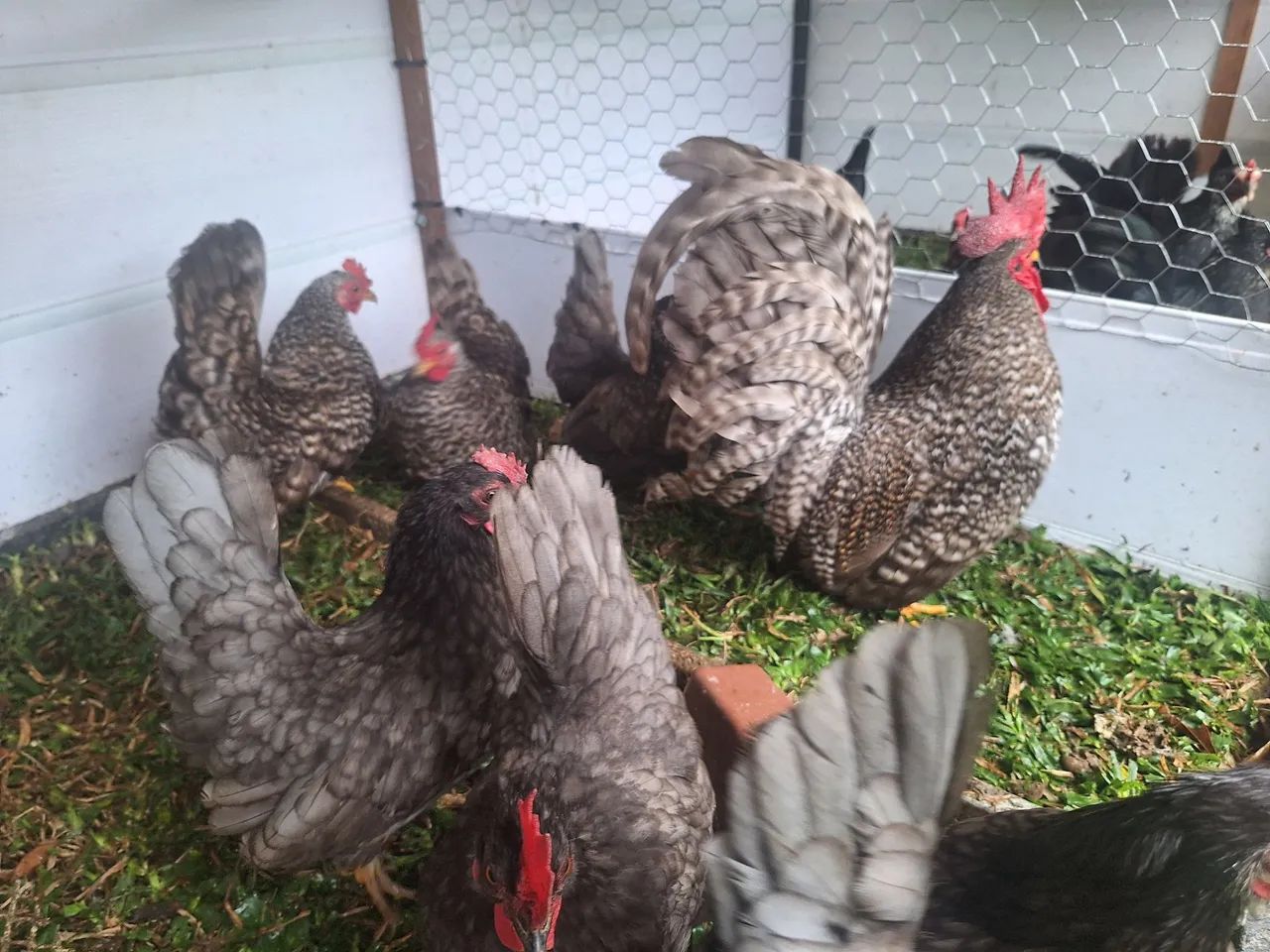 Ovos Garnizé Nagasaki - Foto 4