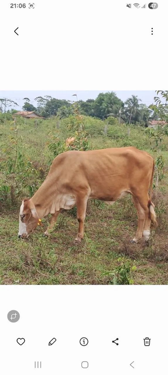 Novilhas, garrote, reprodutores, vacas, boi - Foto 3