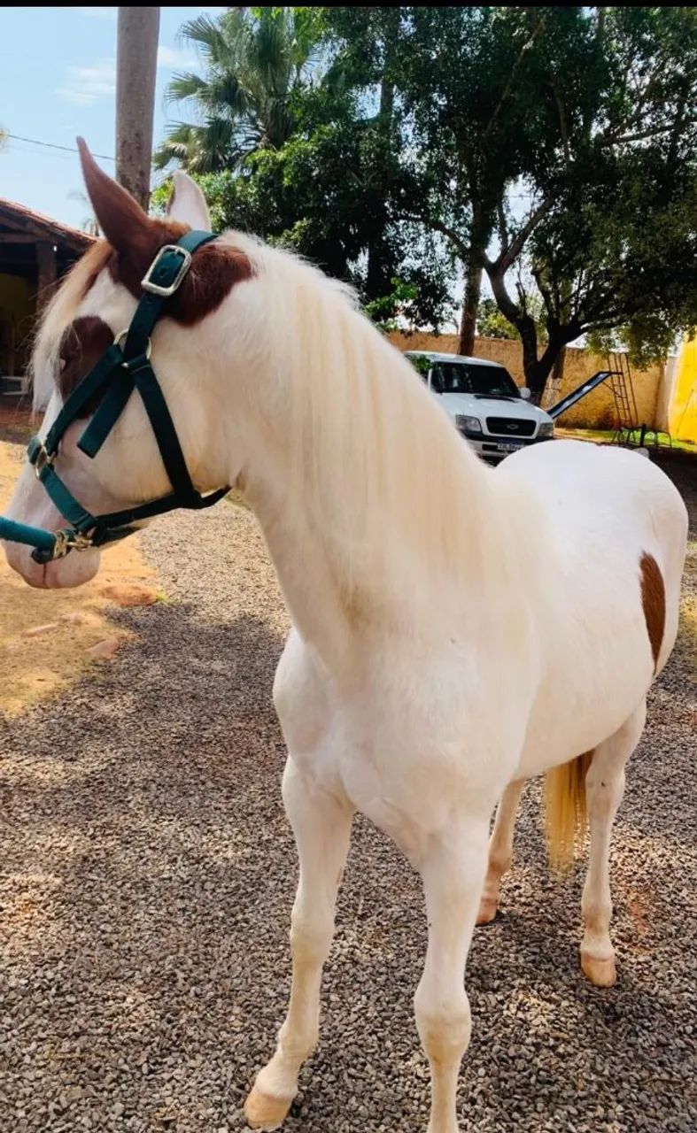 Cavalo Potro Paint horse PO Registrado 