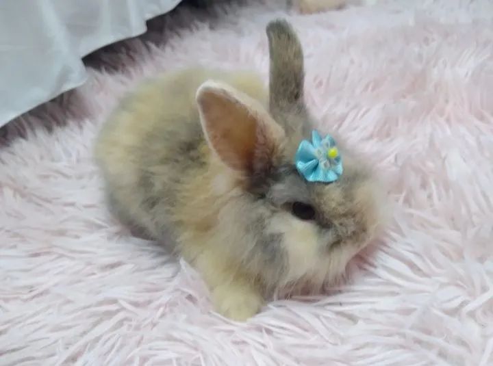 Coelhos Teddy Filhotes - Foto 2