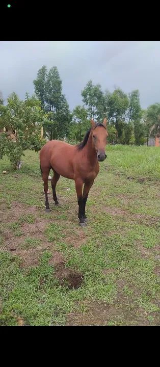 Potro 1,5 meses - Foto 4