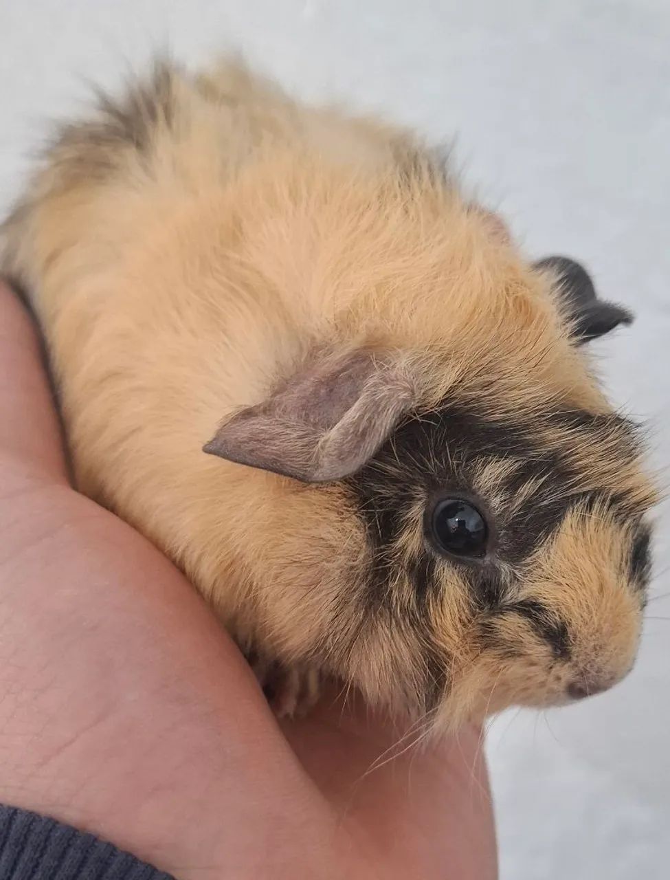 Porquinho Peruano Filhote  - Foto 3