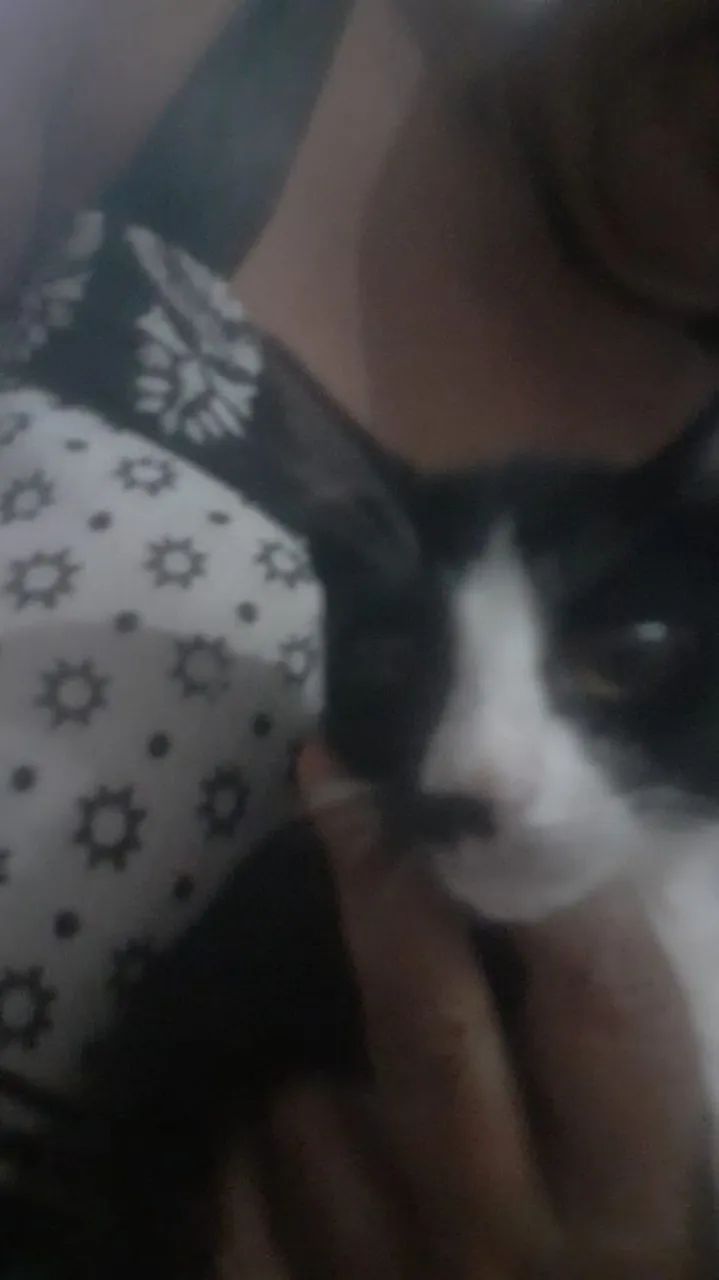 Gatinha frajola  para adoção,  3 meses. - Foto 3