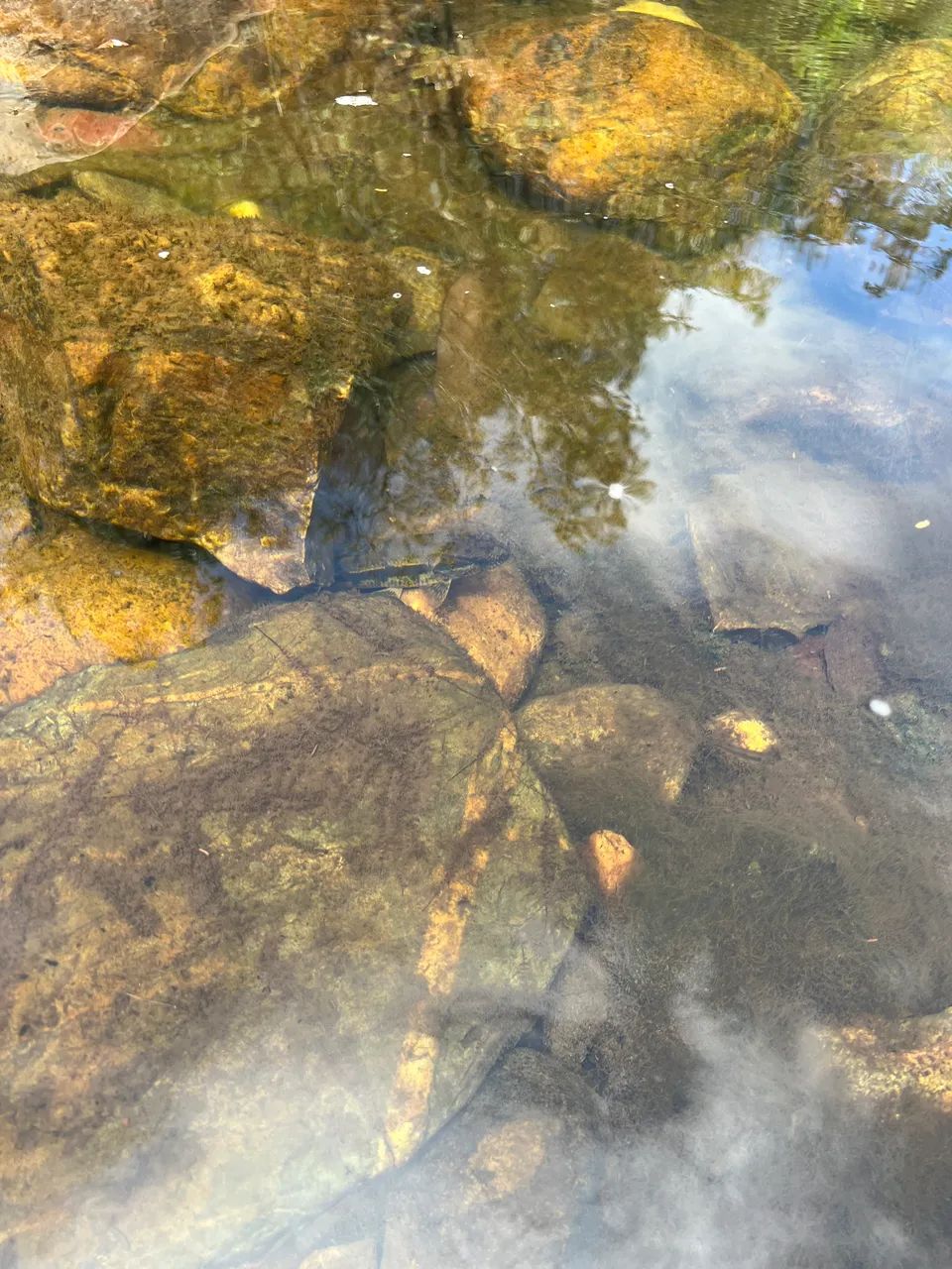 Vendo sítio de 24 alqueiros rico em água a apenas 18km da cidade de Minaçu Go - Foto 9