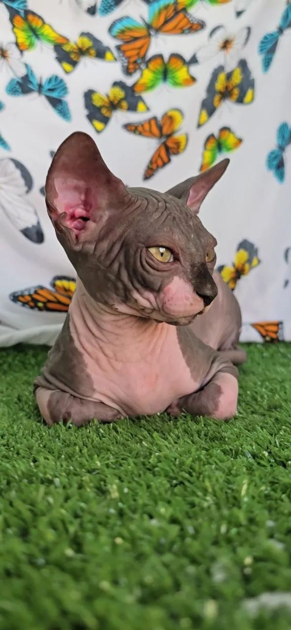 Filhote gato Sphynx disponível pronta entrega envio ou retirada - GATIL ZAIDAN N1 Brasil