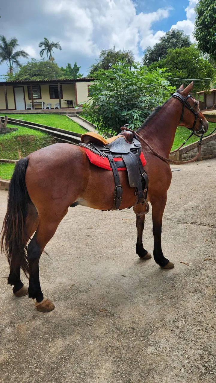 Cavalo Castrado MM - Foto 4