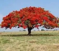 Mudas de Flamboyant  - Foto 2
