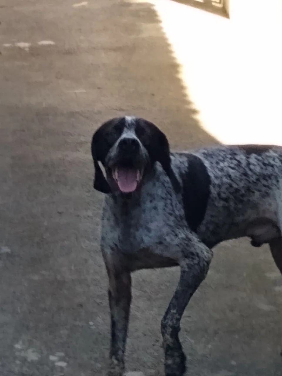 Cachorro pointer inglês
