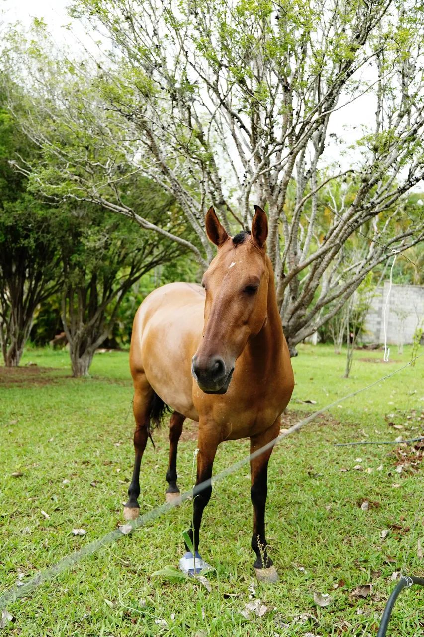 Égua manga larga marchador - Foto 3