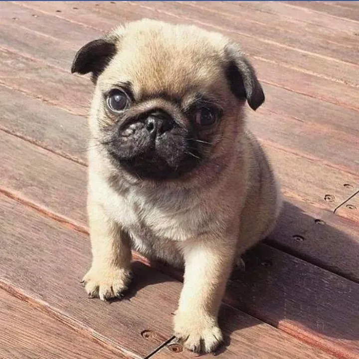 Pug inverno mais leve com um pet por perto