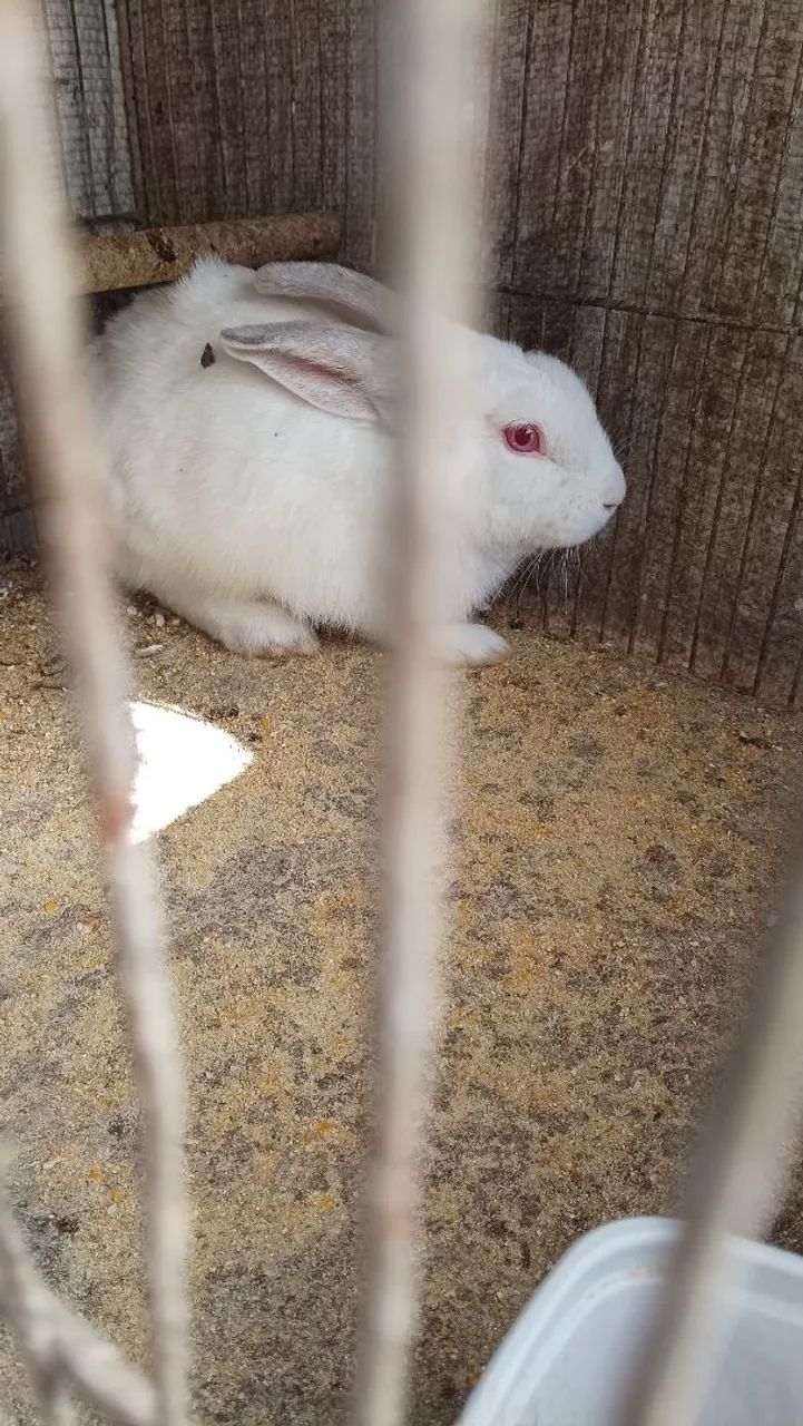 Coelhão branco - Foto 2