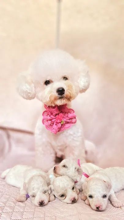 Bichon frisé fêmeas  - Foto 4