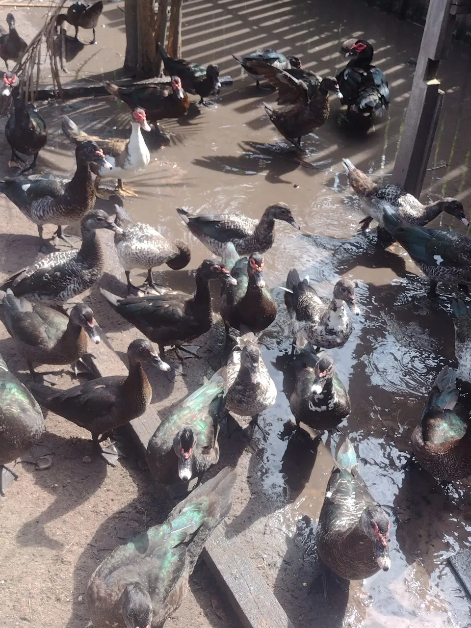 Lindos patos para criação