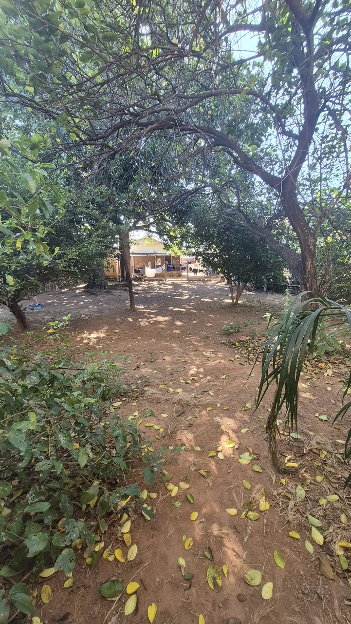 LOTE NO NOVO MUNDO