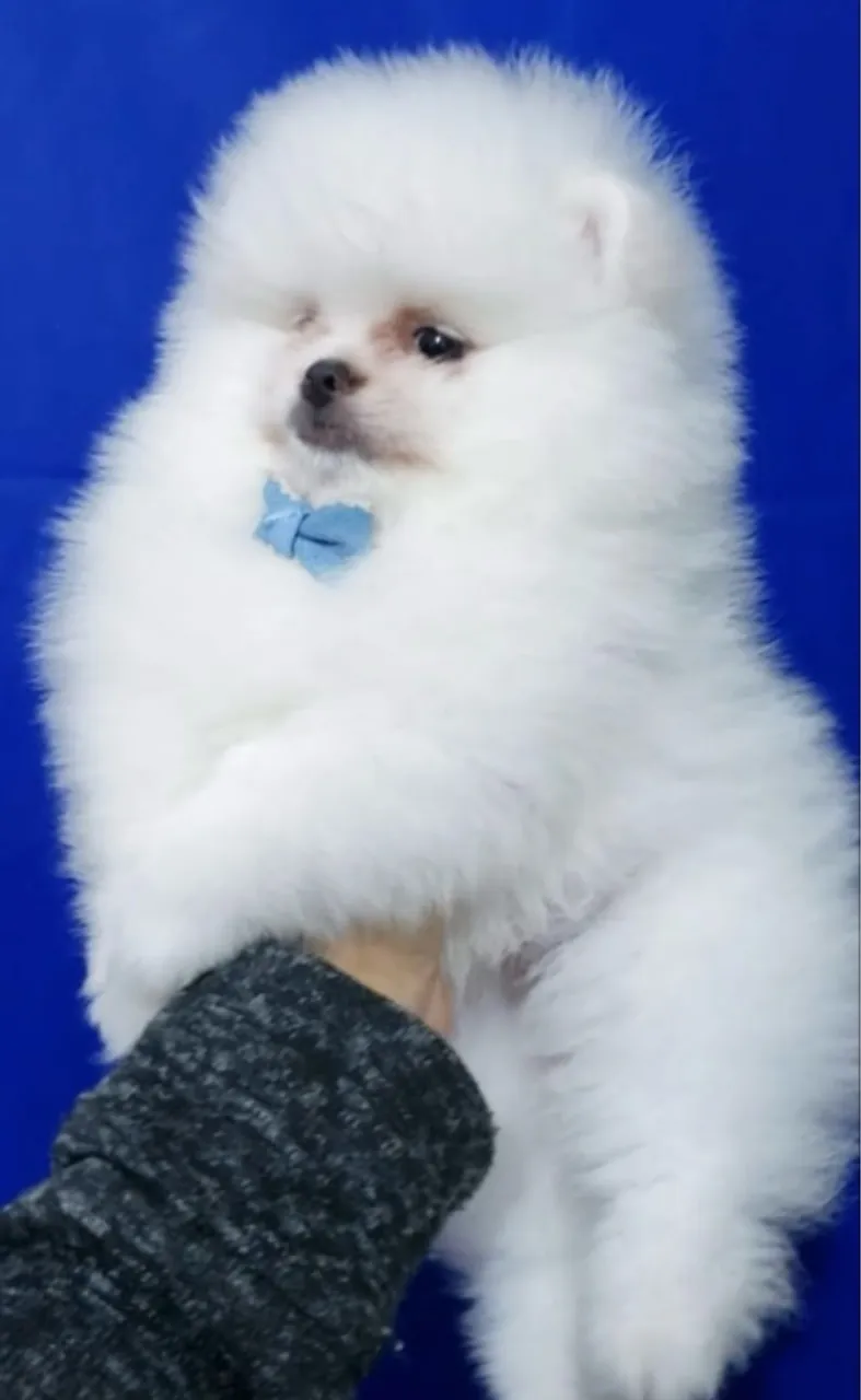 Filhote de Spitz Alemão