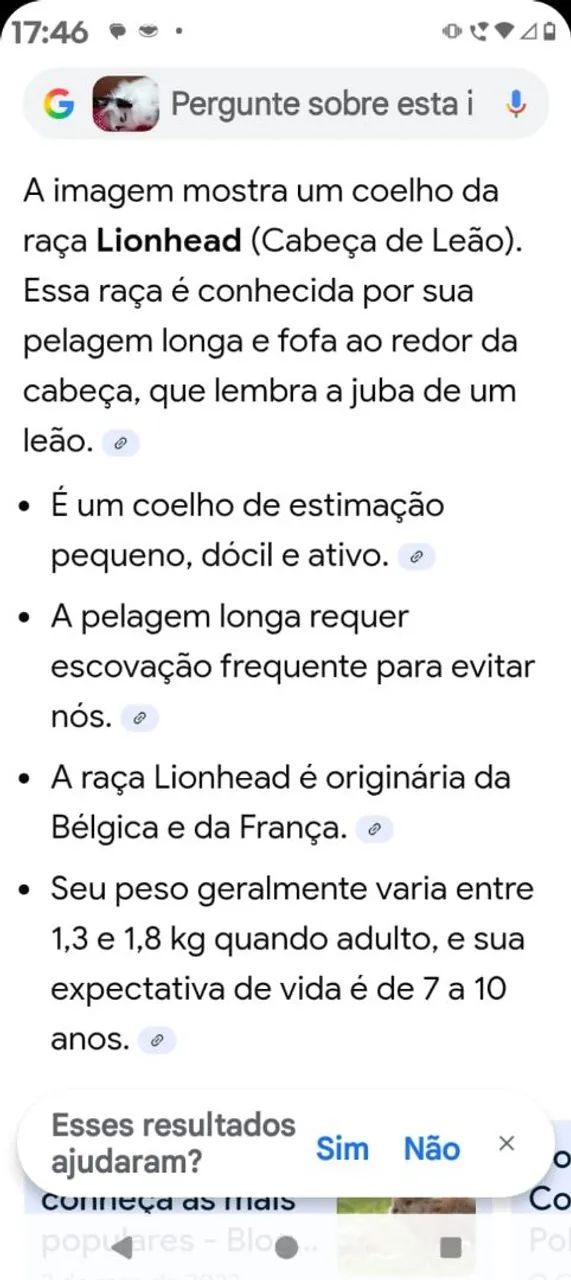 Vendo casal de coelho raça Lionhead 