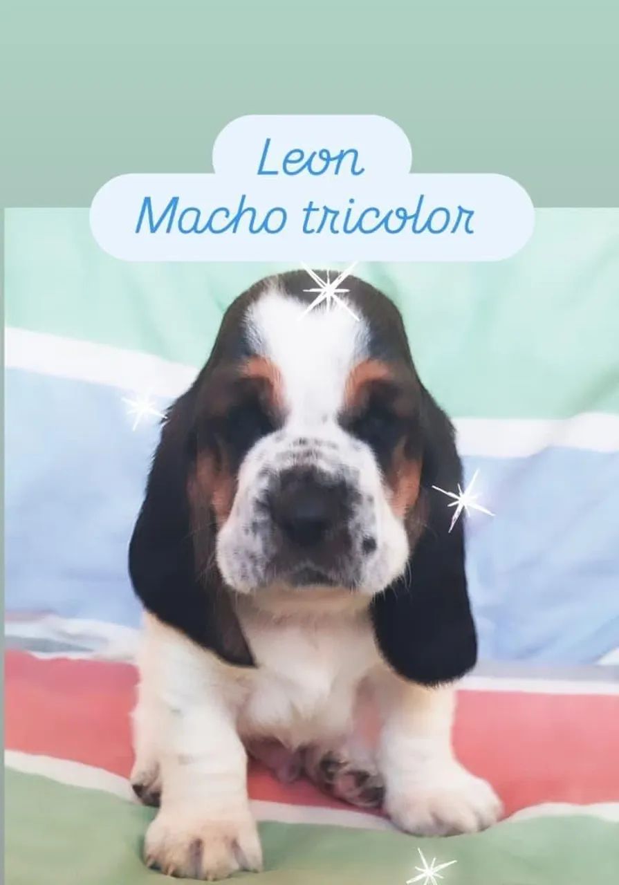Basset Hound  Macho 