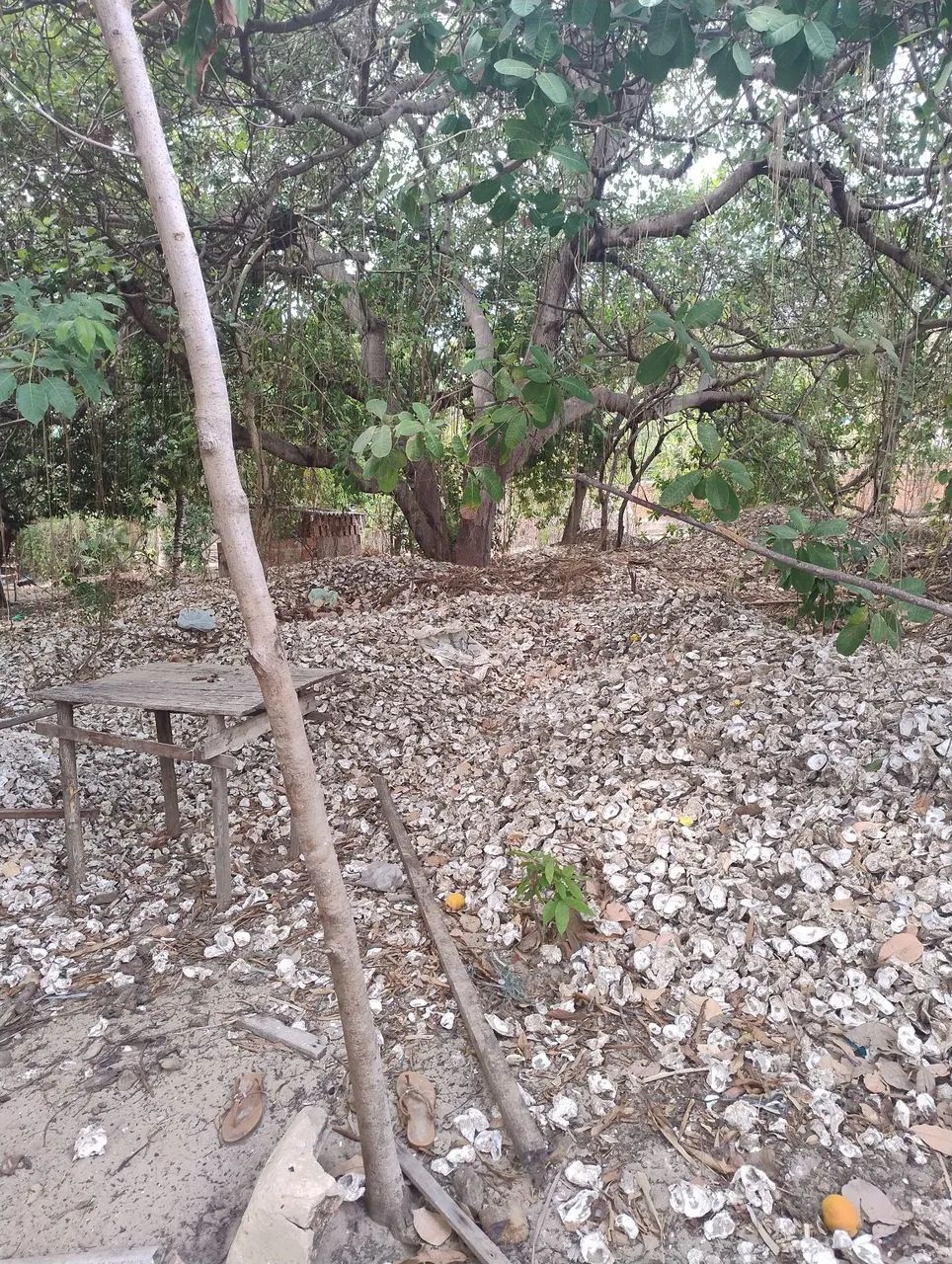 Cascalho de ostras  - Foto 2