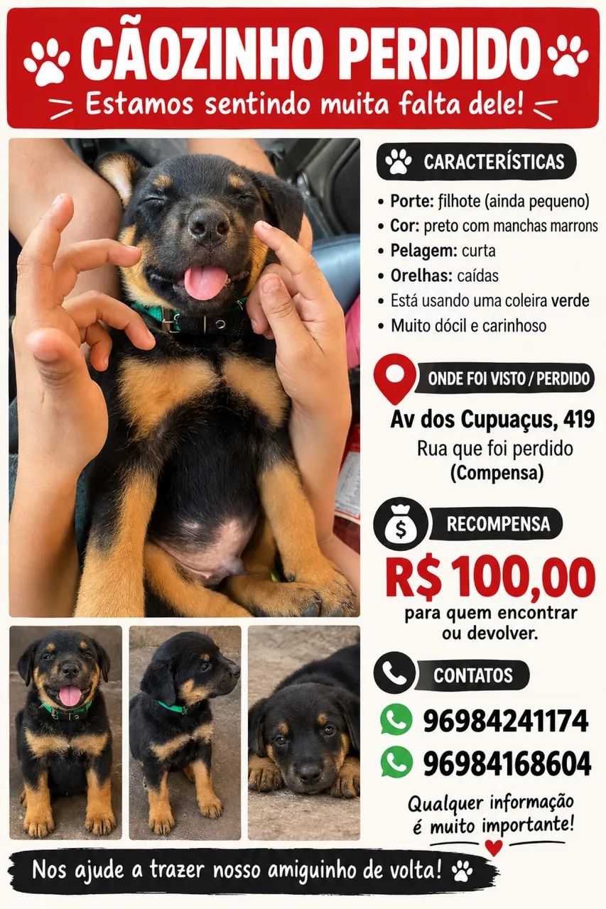 CACHORRO PERDIDO - Foto 2